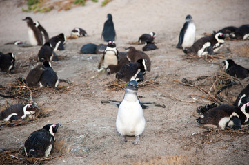 Colony of pinguins