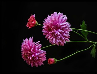 Chrysanthemum on black background