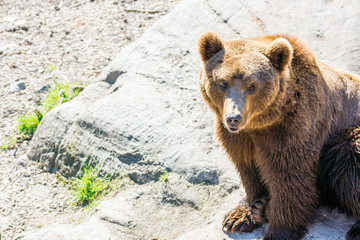 Closeup animal portrait of a Brown bear/ursus arctos outdoors in the wilderness. Wildlife and predator concept.
