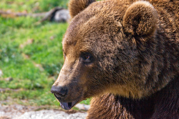 Obraz premium Closeup animal portrait of a Brown bear/ursus arctos outdoors in the wilderness. Wildlife and predator concept.