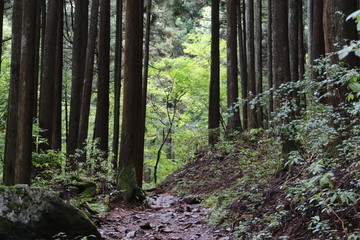 東京の奥多摩エリアの登山道