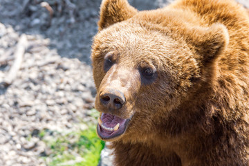 Obraz premium Closeup animal portrait of a Brown bear/ursus arctos outdoors in the wilderness. Wildlife and predator concept.