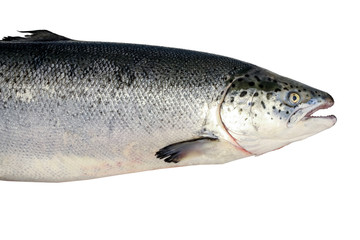 fresh salmon fish isolated on white background