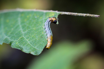 Larve einer WEIDENBLATTWESPE (NEMATUS PAVIDUS) 