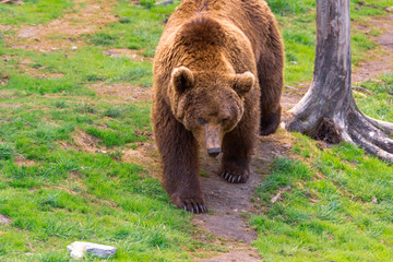 Obraz na płótnie Canvas Closeup animal portrait of a Brown bear/ursus arctos outdoors in the wilderness. Wildlife and predator concept.