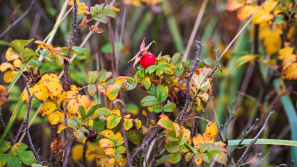 yellow flowers in garden