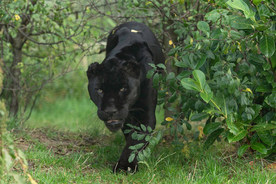 Black Jaguar Images – Browse 58,817 Stock Photos, Vectors, and Video |  Adobe Stock
