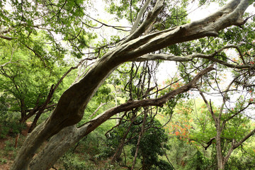 Fototapeta premium tree in the forest