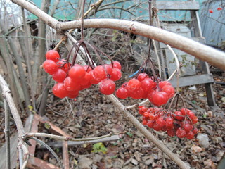 bunches of red viburnum close up on a branch on a cloudy autumn day