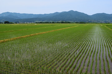 初夏の水田