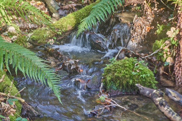 stream in the forest