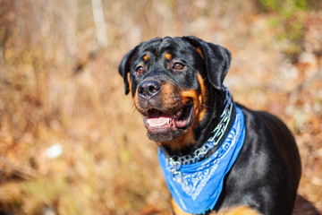 Gorgeous Rottweiler Puppy, Large Breed Canine Dog