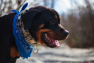 Rottweiler Puppy, Gorgeous Large Breed Dog 