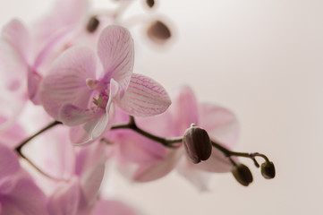 Fototapeta na wymiar Beautiful blooming orchid isolated on white. Pink orchid flower. Greeting background. Pink orchid in pot on white background. Image of love and beauty. Natural background and design element.