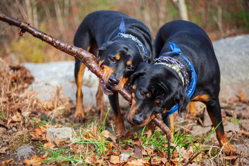 Rottweilers Fighting Over Stick