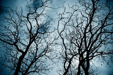 Leafless tree branches in a scary forest. Scary tree.