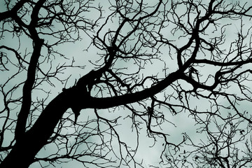 Leafless tree branches in a scary forest. Scary tree.