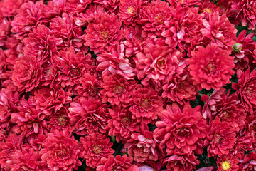 Fototapeta premium Red hrysanthemum flowers close up, natural autumn background.