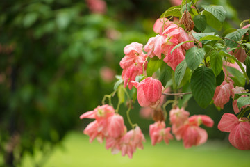 Obraz premium Beautiful tropical flowers. A riot of colorful plants and flowers under the bright tropical sun