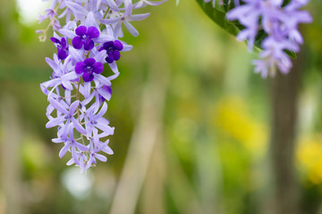 Obraz premium Beautiful tropical flowers. A riot of colorful plants and flowers under the bright tropical sun