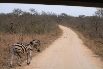zebra kruger park