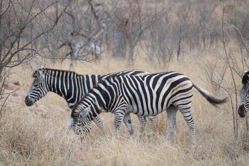 Fototapeta na wymiar zebras kruger park