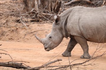Obraz premium rhinoceros kruger park