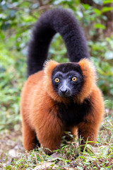 Red ruffed lemur (Varecia rubra), Andasibe reserve, Madagascar © lnichetti