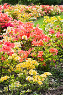 Yellow and coral azaleas bloom in spring garden