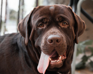 Close up big brown labrador dog