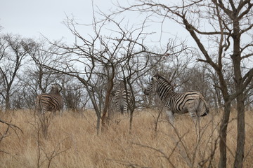 zebra in kruger park