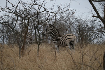 Fototapeta na wymiar zebra in kruger park