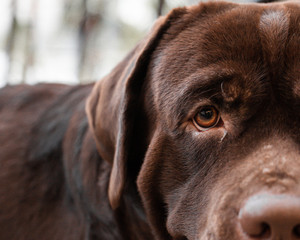 Close up big brown labrador dog