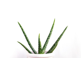 Aloe Vera on white background. Aloe Vera leaves isolated on white background. Aloe plant isolated.