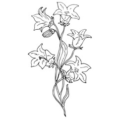Beautiful bluebell flowers on white background. Campanula. Vector illustration.