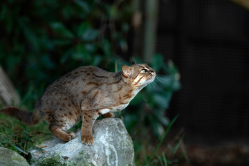 Rusty Spotted Cat