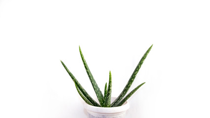 Aloe Vera on white background. Aloe Vera leaves isolated on white background. Aloe plant isolated.