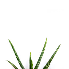 Aloe Vera on white background. Aloe Vera leaves isolated on white background. Aloe plant isolated.