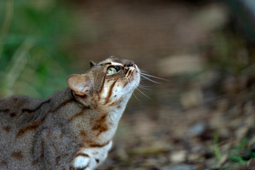 Rusty Spotted Cat