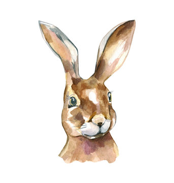 Watercolor rabbit portrait