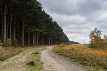 Autumn colors in The forest, National Park Hoge Kempen Belgium.