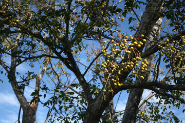 FRUTA DE ÁRBOL MELIA