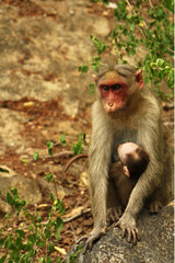 Indian Monkey in jungle