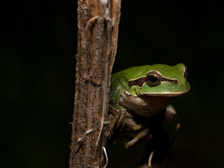 Hyla arborea