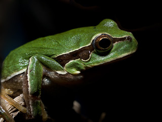 Hyla arborea