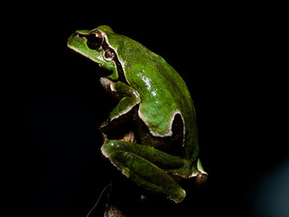 Hyla arborea