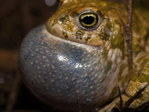 bufo calamia