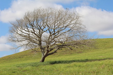 Fototapeta premium natureza