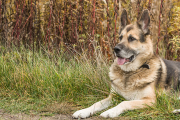 Odpoczywający pies w trawie. - obrazy, fototapety, plakaty