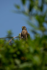Majestic Egyptian Horus Falcon hunting for prey
